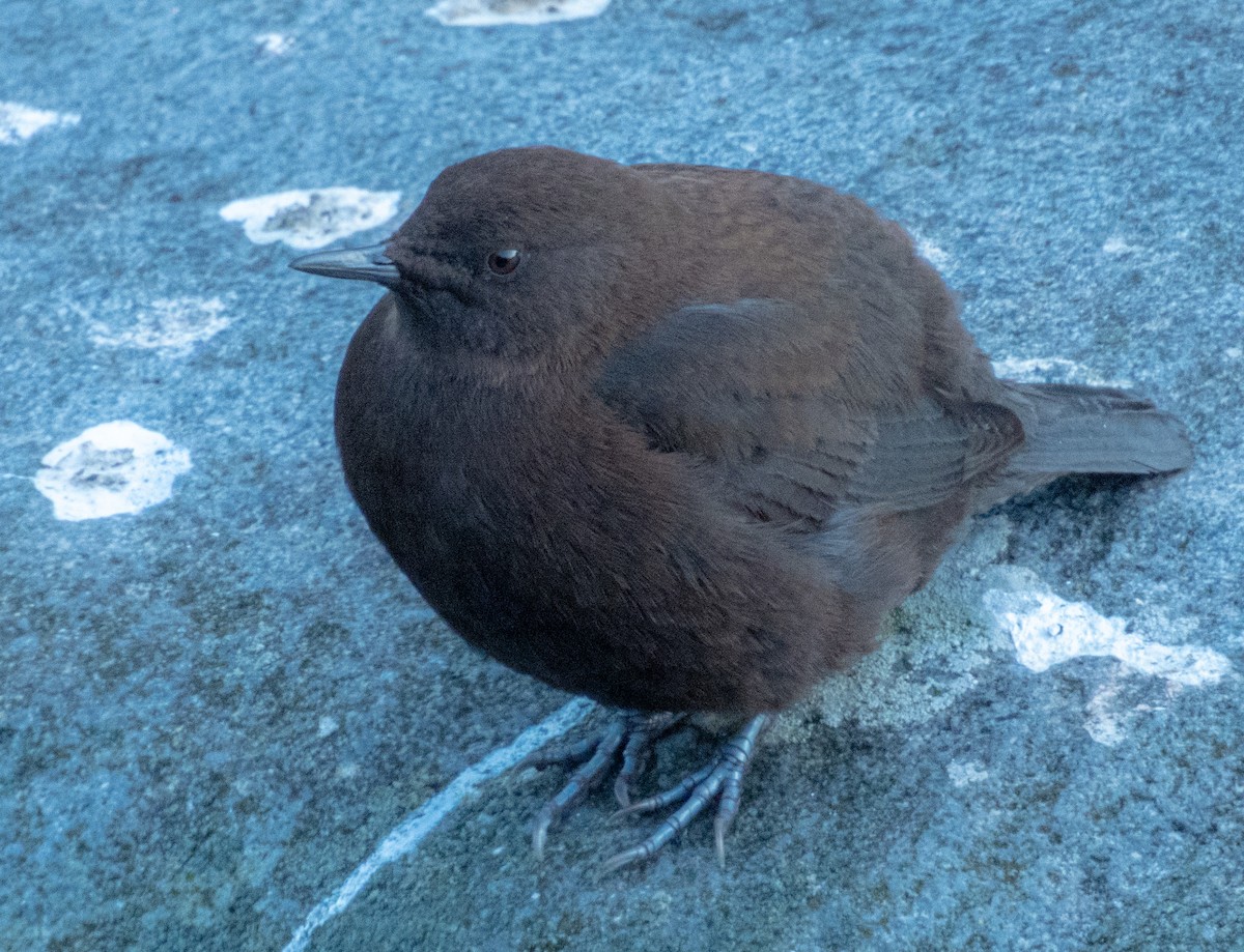Brown Dipper - ML629217473