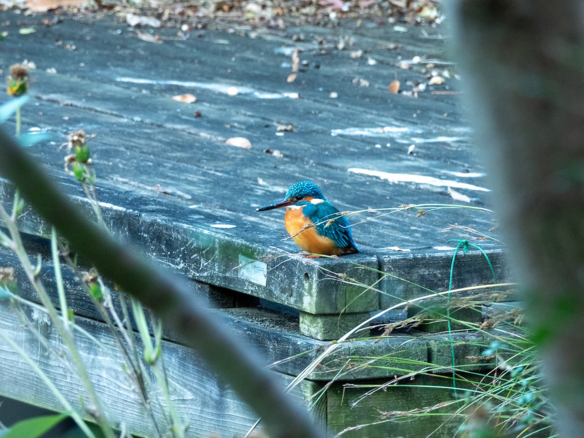 Common Kingfisher - ML629217498