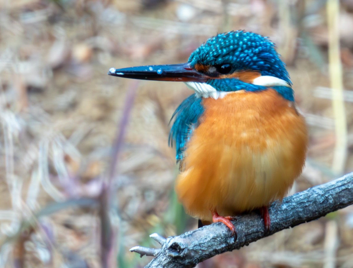 Common Kingfisher - ML629217502