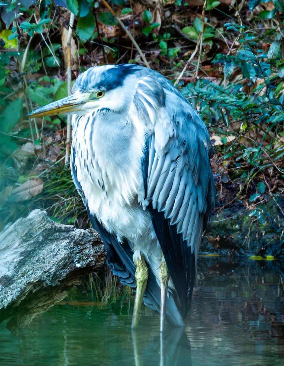 Great Egret - ML629217507