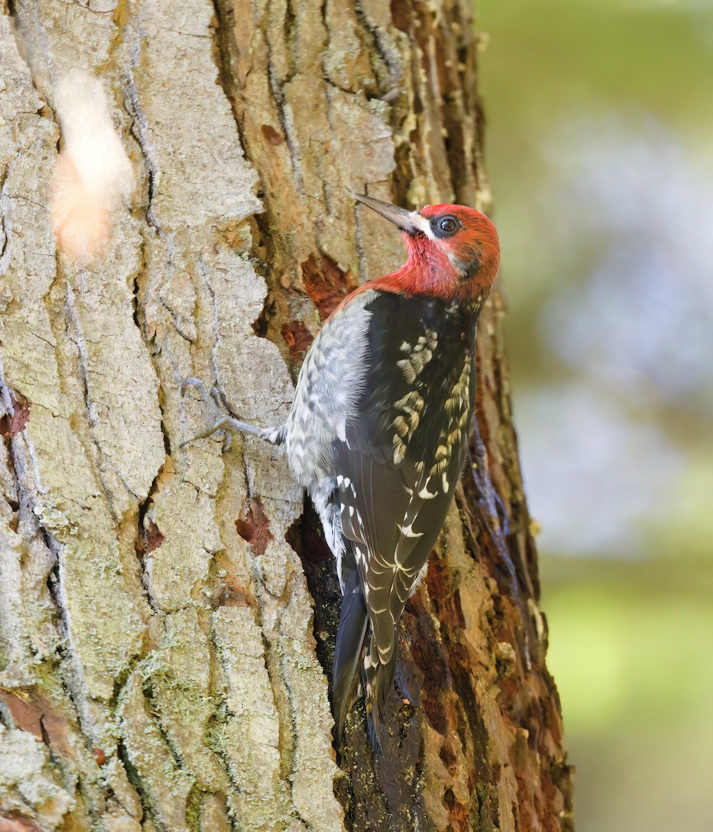 Red-breasted Sapsucker (ruber) - ML629217553