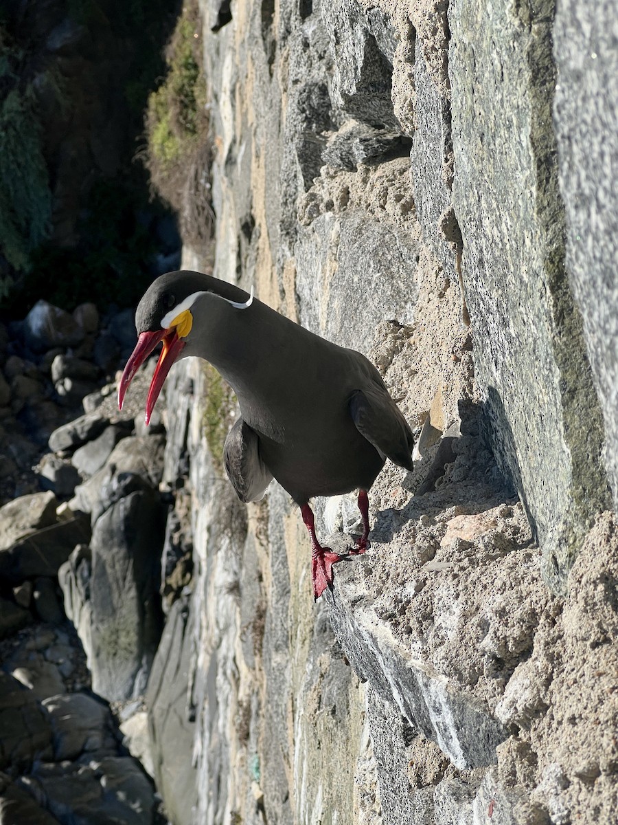 Inca Tern - ML629217630