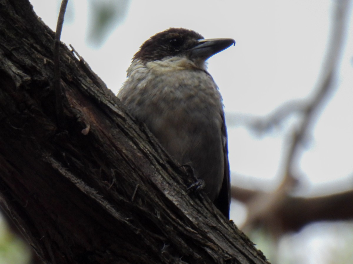 Gray Butcherbird - ML629217669