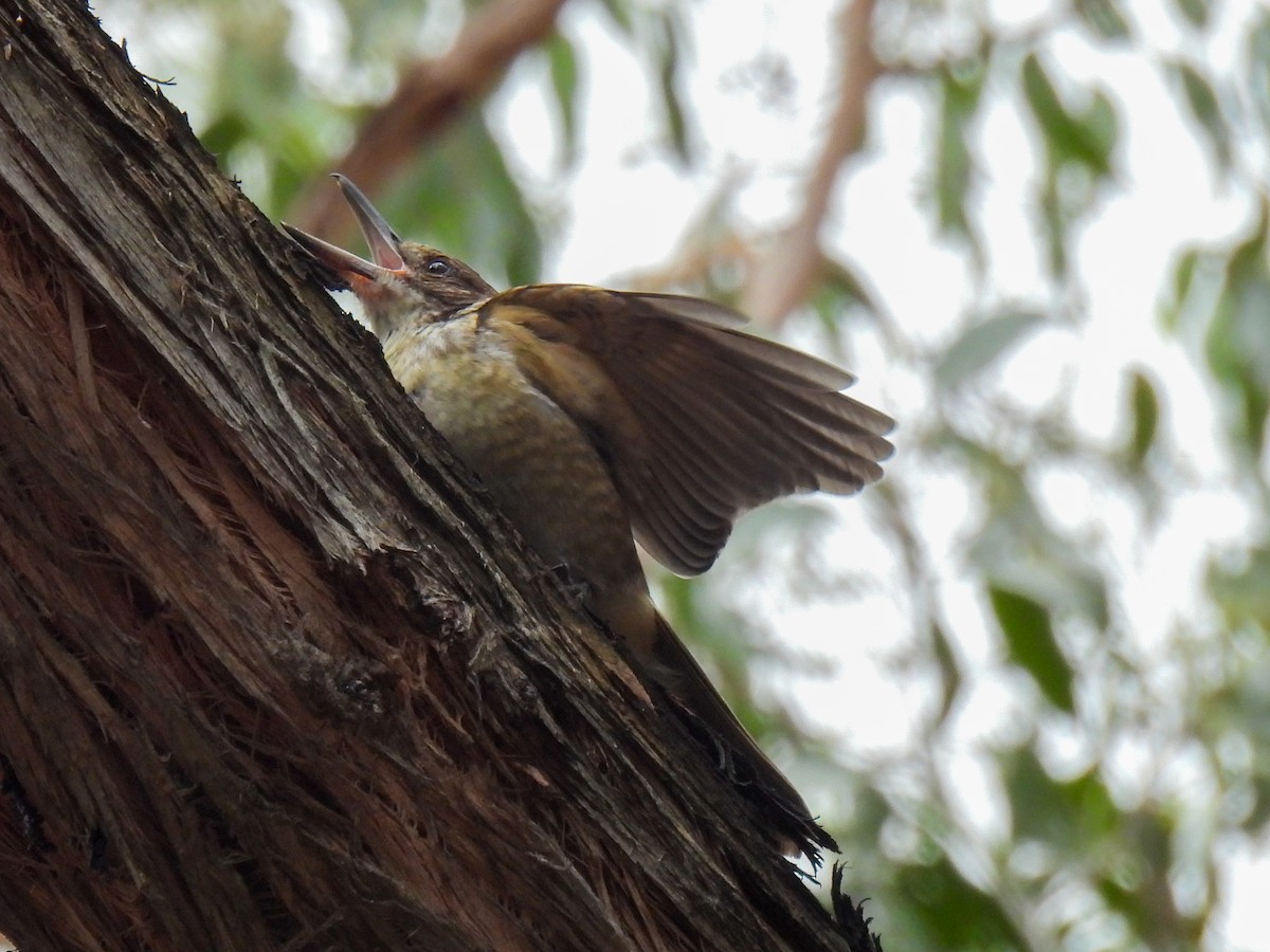 Gray Butcherbird - ML629217670