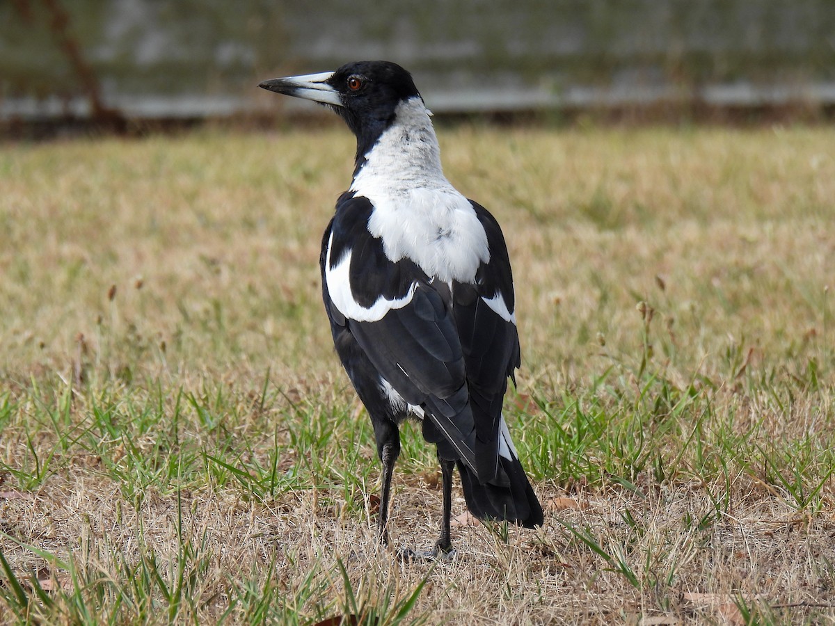 Australian Magpie - ML629217676