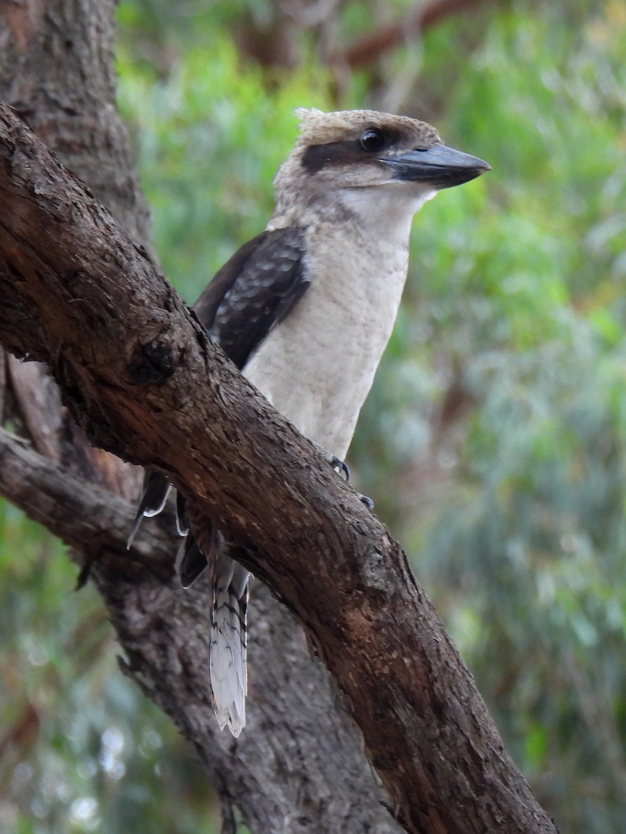 Laughing Kookaburra - ML629217680