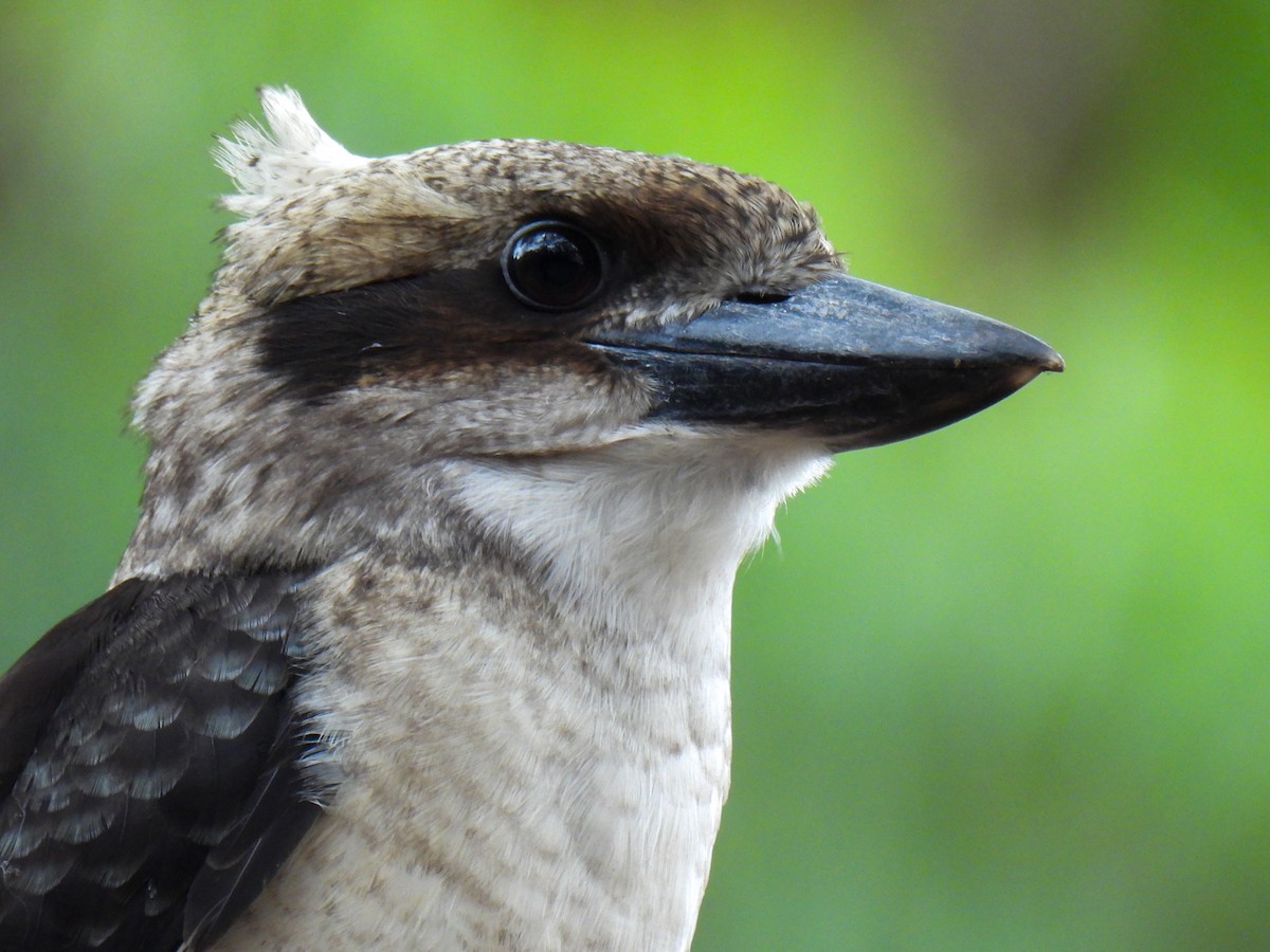 Laughing Kookaburra - ML629217681