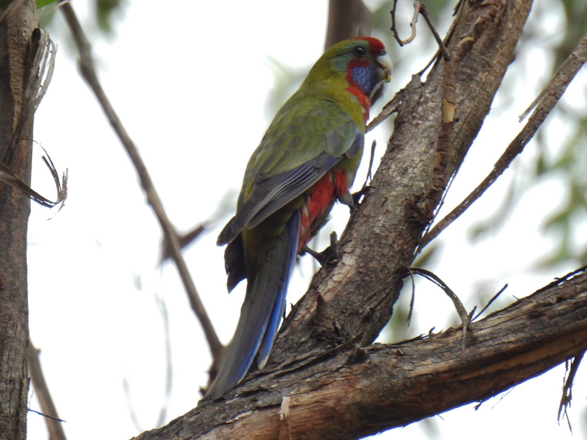 Crimson Rosella - ML629217683