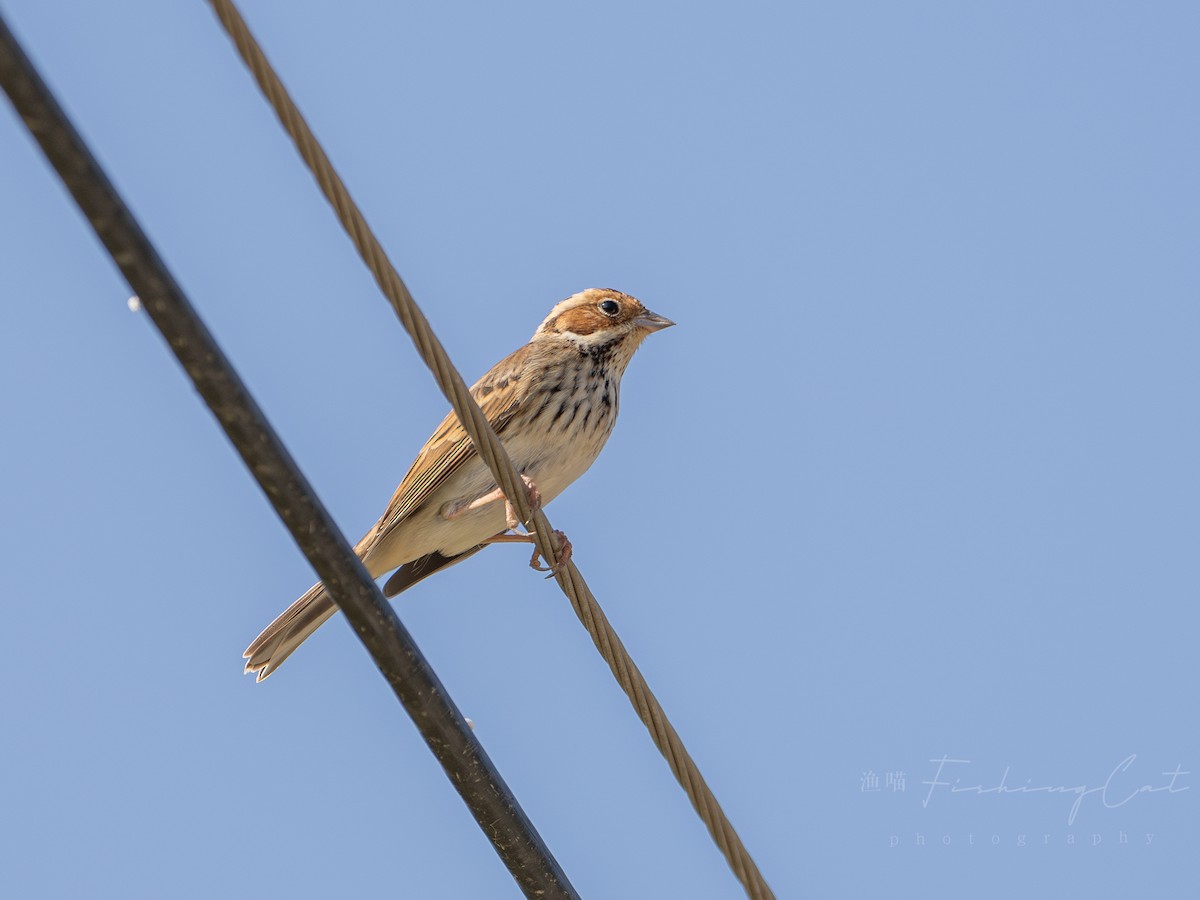 Little Bunting - ML629217910