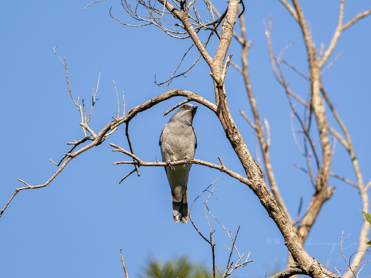Oriental Cuckooshrike - ML629217911