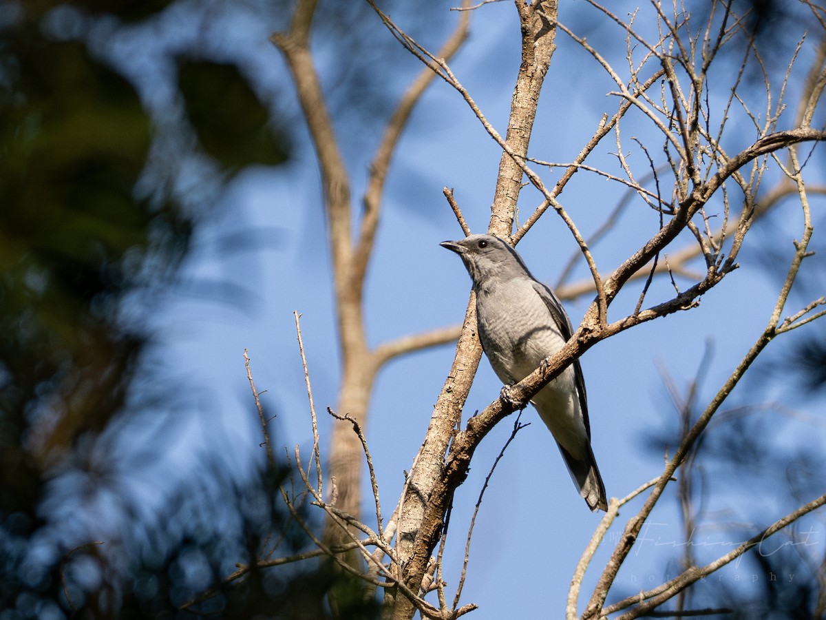 Oriental Cuckooshrike - ML629217912