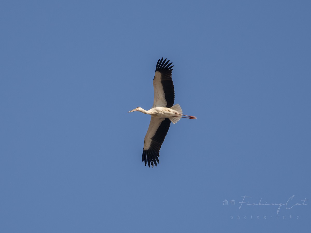 Oriental Stork - ML629217923