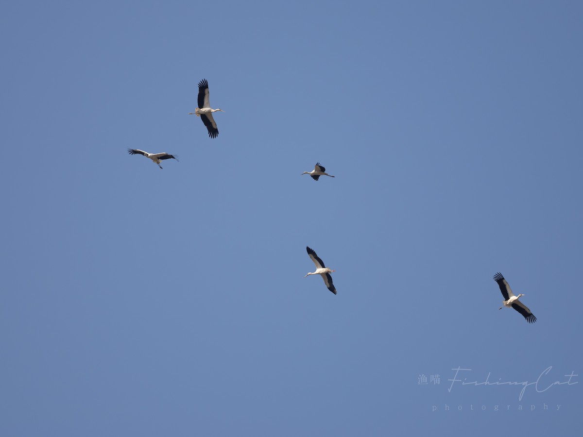 Oriental Stork - ML629217924