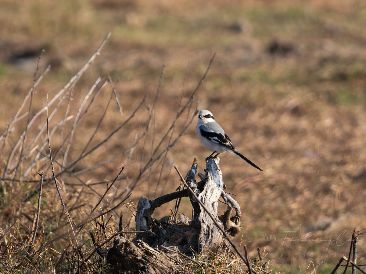 Chinese Gray Shrike - ML629217925