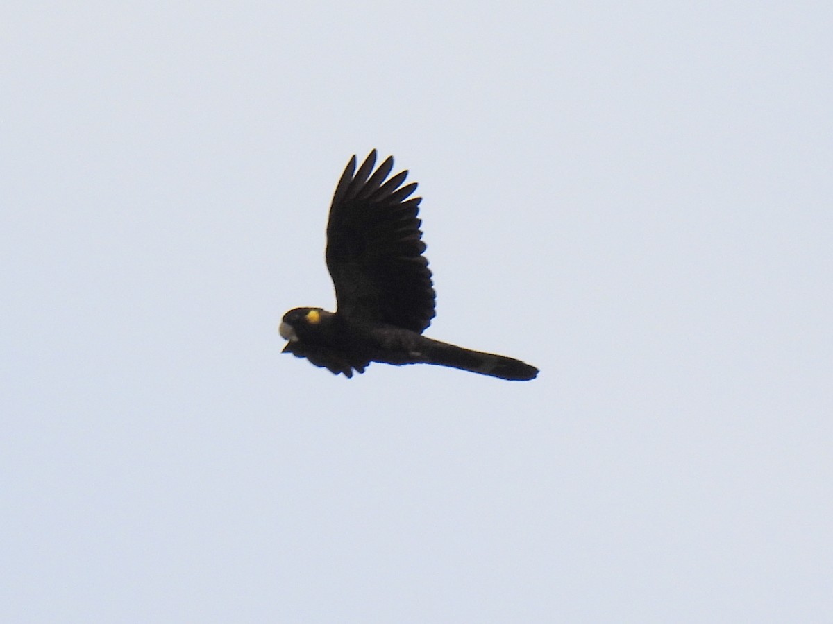 Yellow-tailed Black-Cockatoo - ML629217951