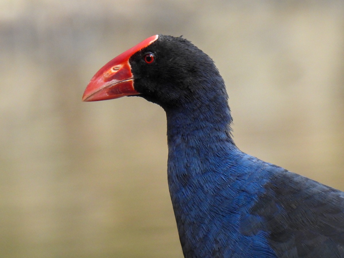 Australasian Swamphen - ML629217952