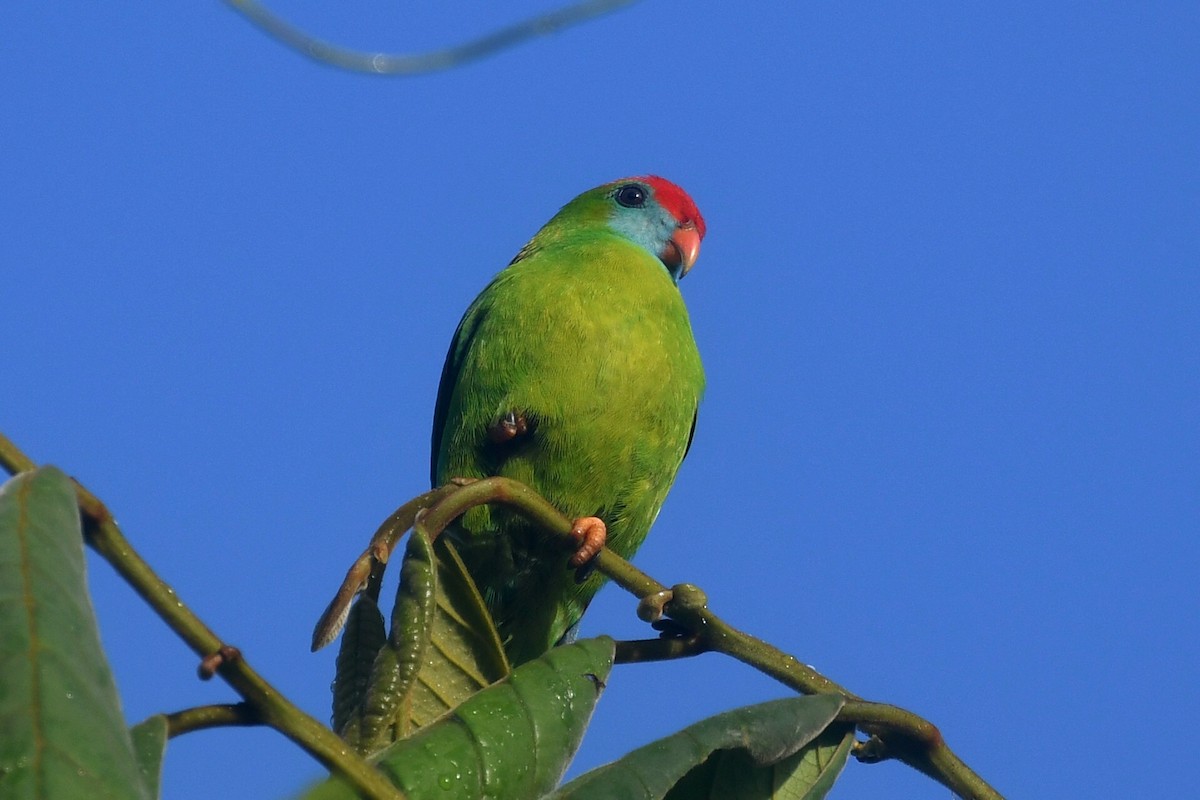 Lorículo Filipino - ML629218164