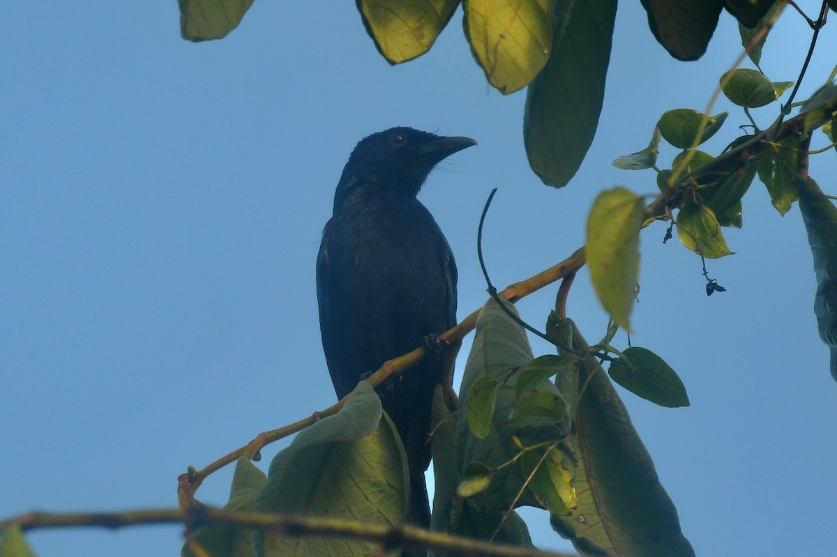 Short-tailed Drongo - ML629218190