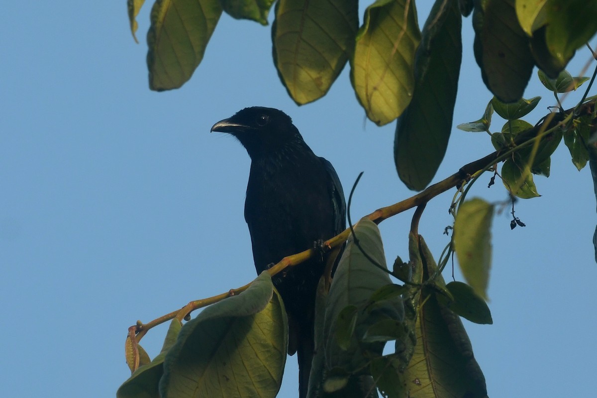 Short-tailed Drongo - ML629218191