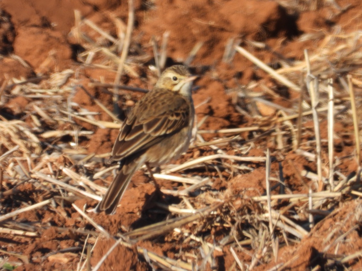 大花鷚 - ML629218481