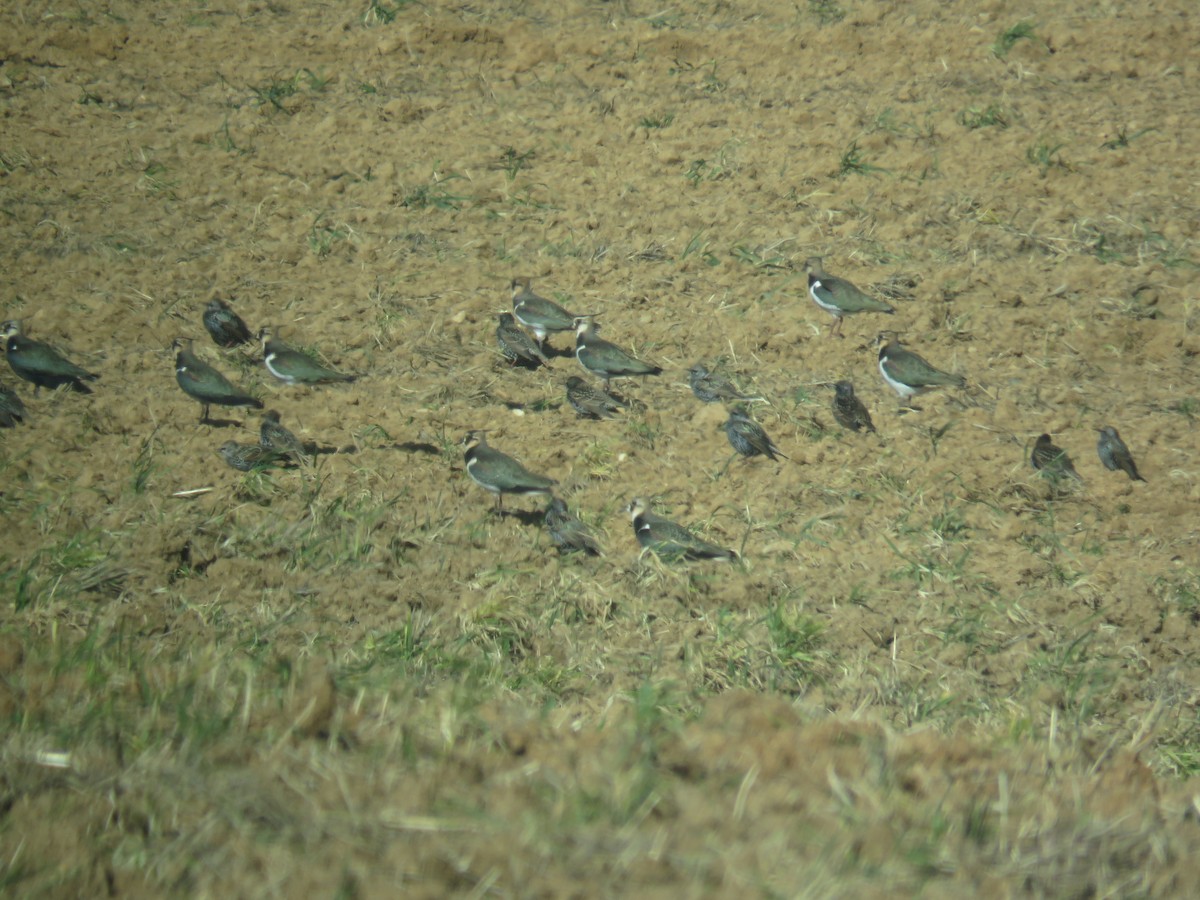 Northern Lapwing - ML629218511
