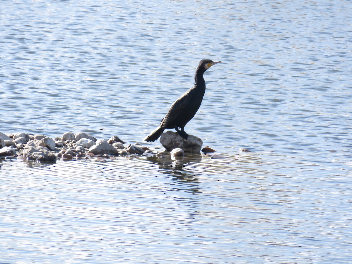 Great Cormorant - ML629218512