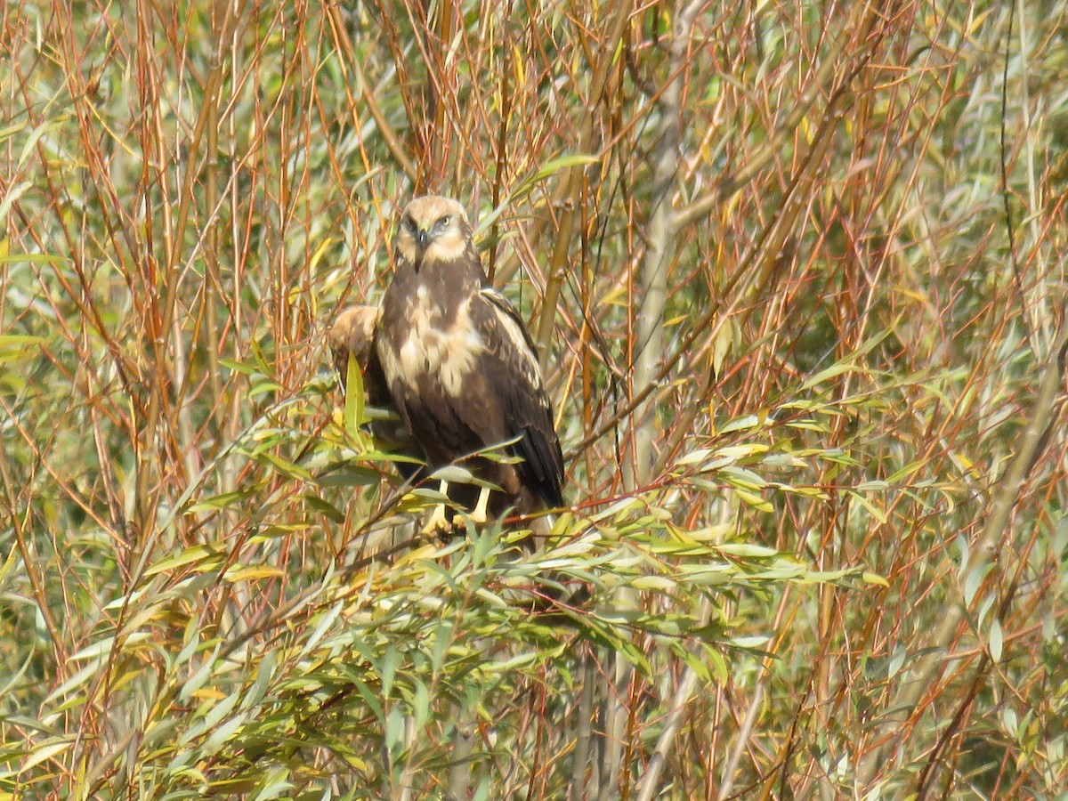 Western Marsh Harrier - ML629218522