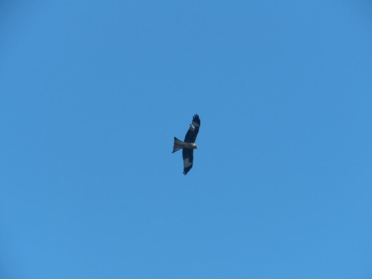 Red Kite - ML629218525