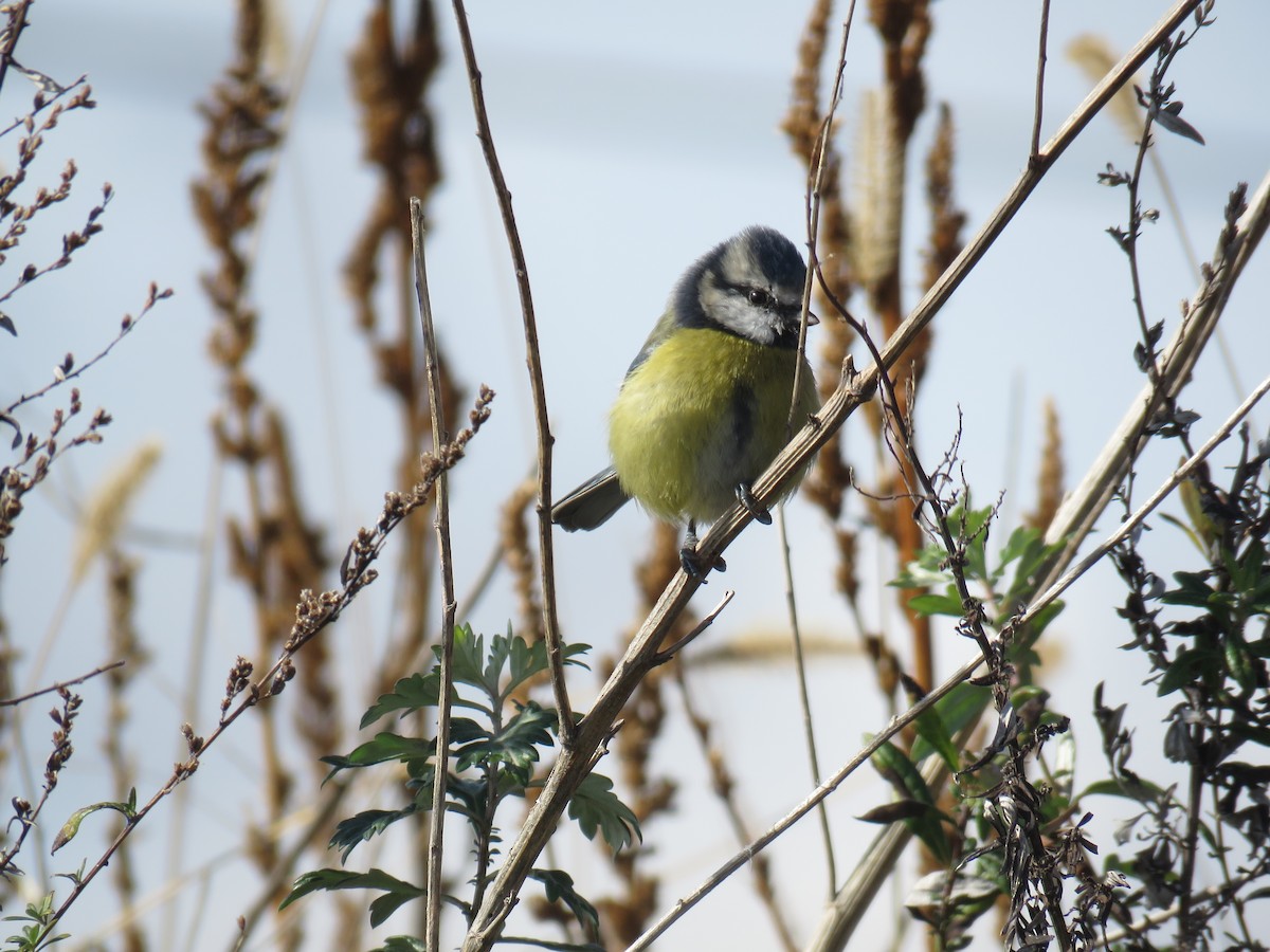 Eurasian Blue Tit - ML629218529