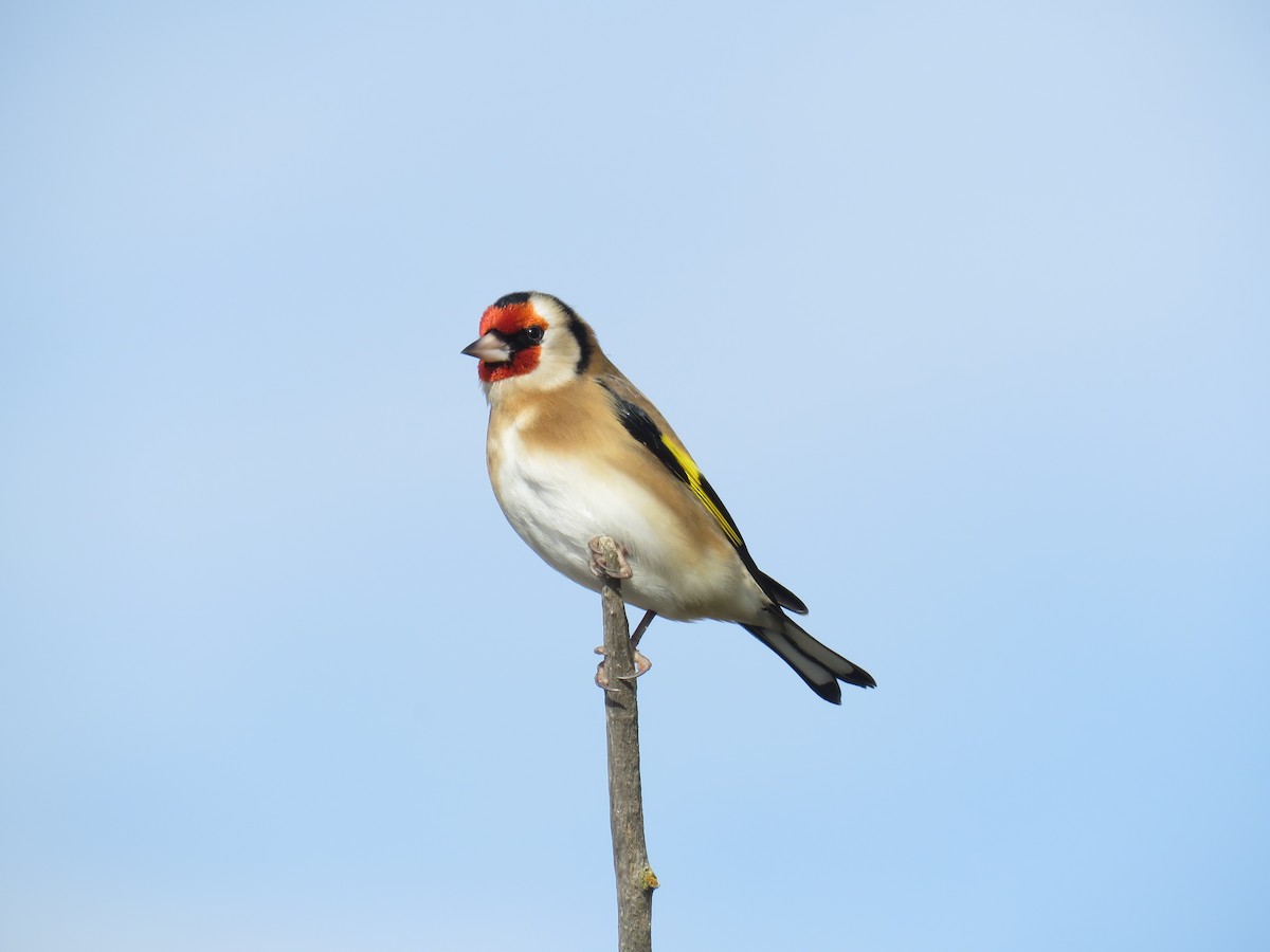 European Goldfinch - ML629218534