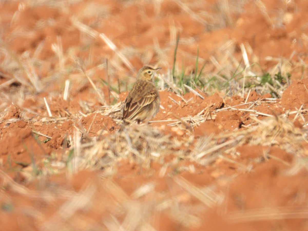 大花鷚 - ML629218538