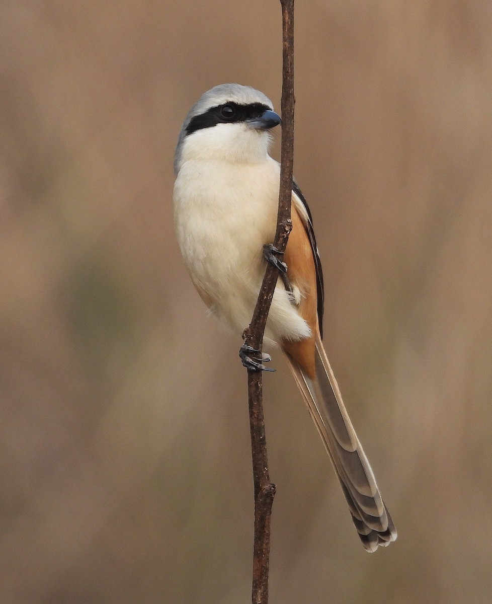 Long-tailed Shrike - ML629218553