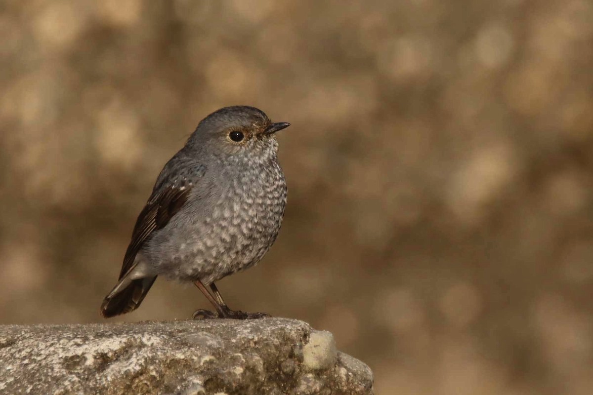 Plumbeous Redstart - ML629218711