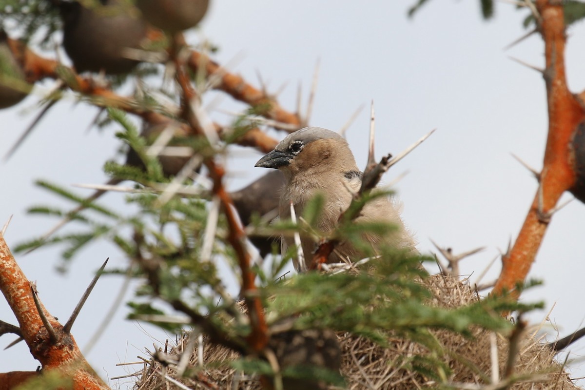 Gray-capped Social-Weaver - ML629219326