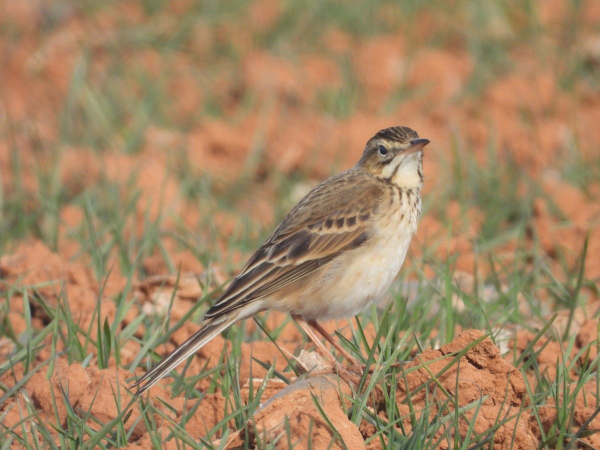 大花鷚 - ML629219355