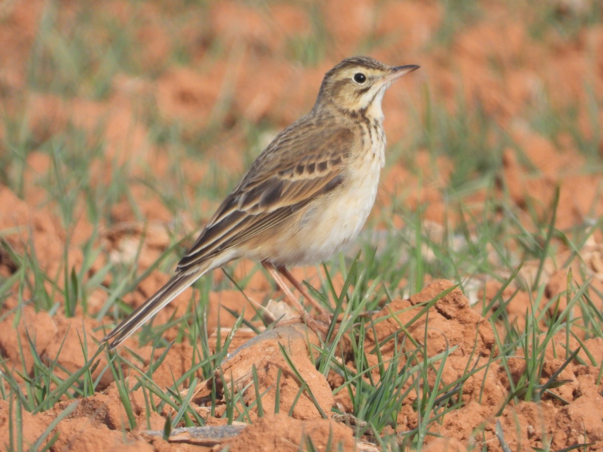 大花鷚 - ML629219357