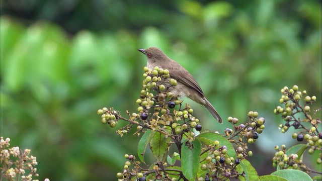 Red-eyed Bulbul - ML629219416