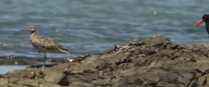 Whimbrel (White-rumped) - ML629219470