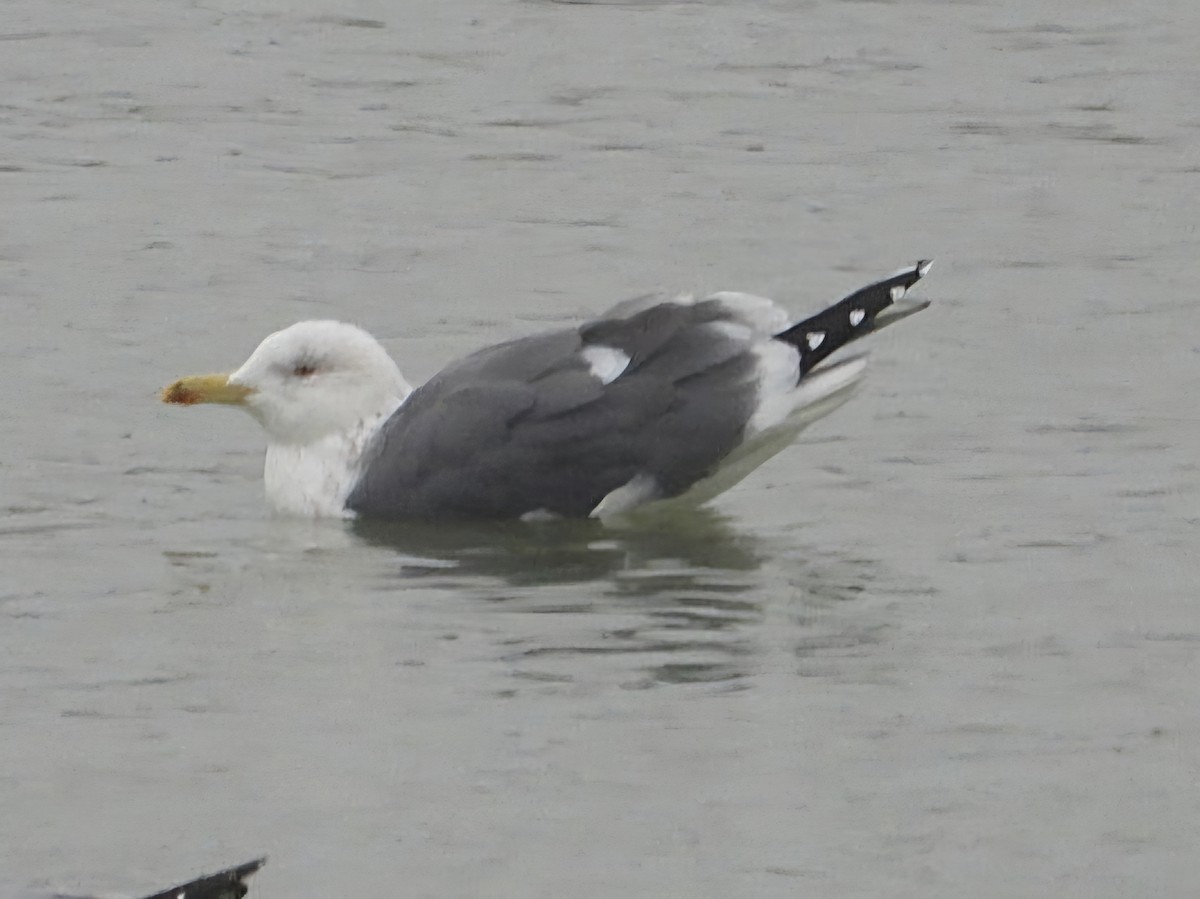Lesser Black-backed Gull (intermedius) - ML629219918
