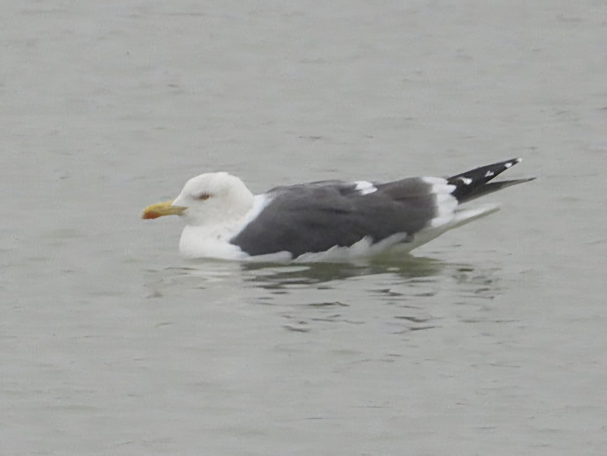 Lesser Black-backed Gull (intermedius) - ML629219919