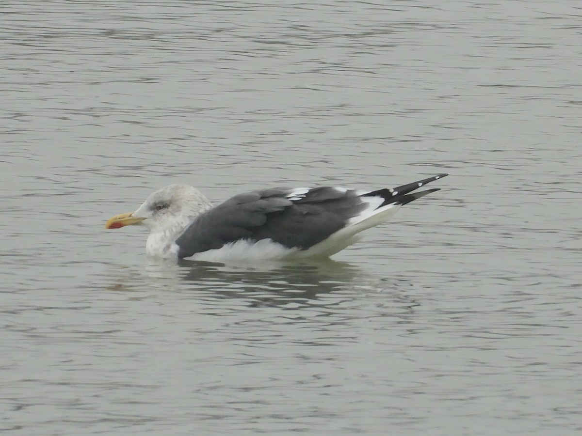 Lesser Black-backed Gull (intermedius) - ML629219920