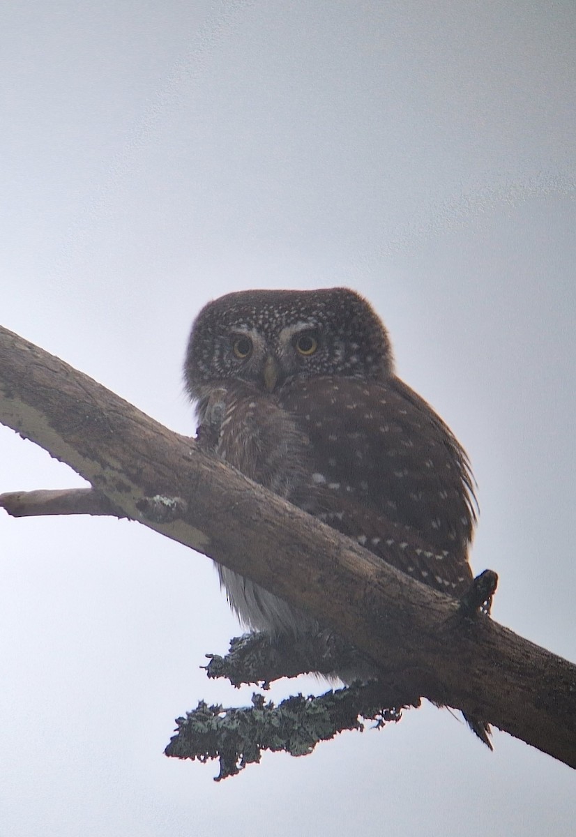 Eurasian Pygmy-Owl - ML629220004