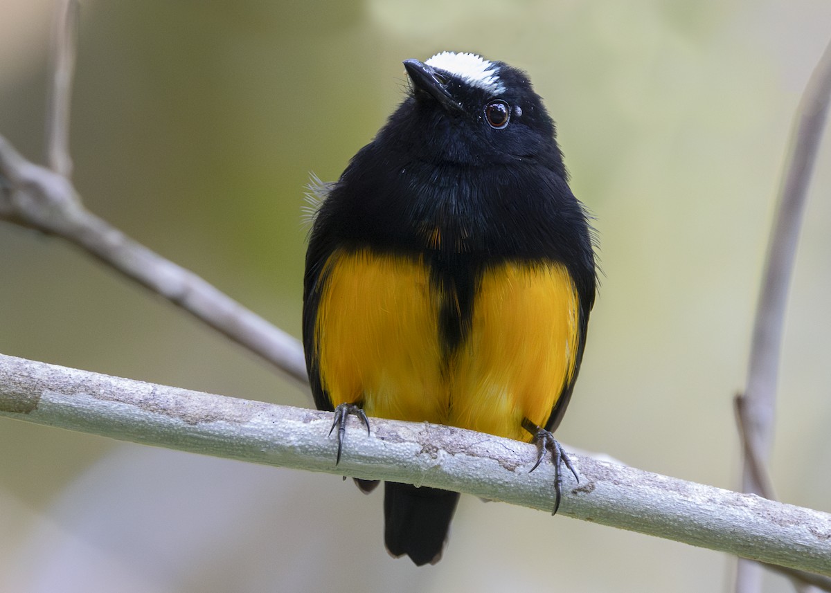 Orange-bellied Manakin - ML629220014