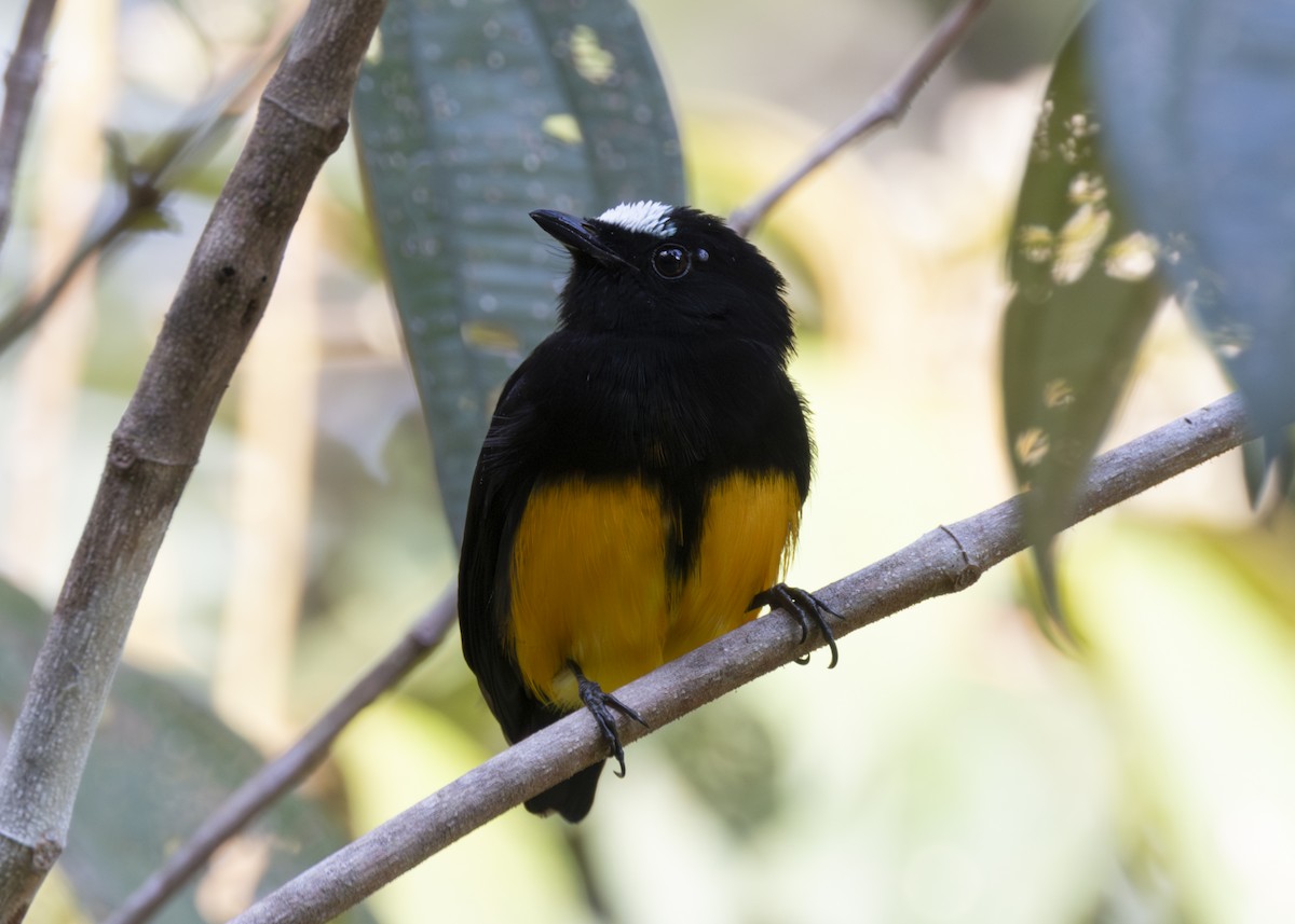 Orange-bellied Manakin - ML629220015