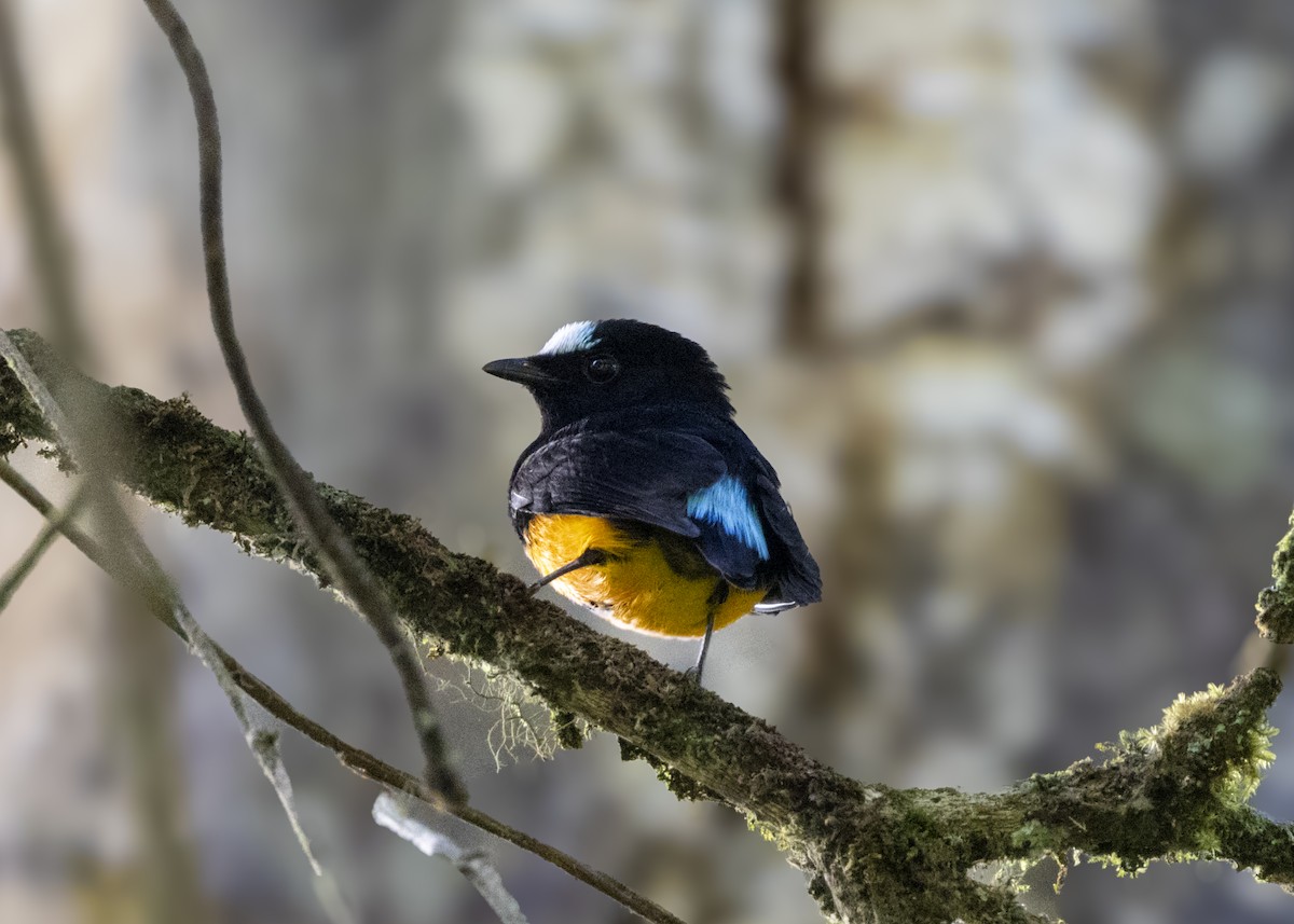 Orange-bellied Manakin - ML629220026
