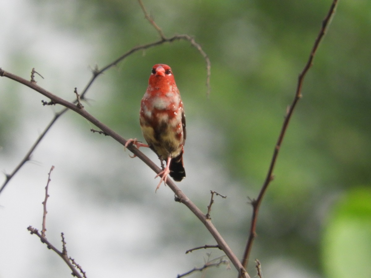 Red Avadavat - Manjeet Kaur Bal