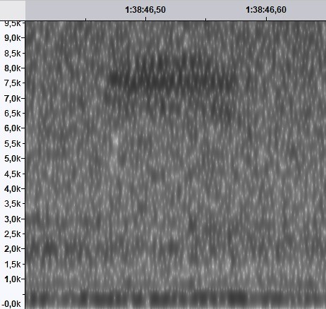 Lincoln's/Swamp Sparrow - ML629220198
