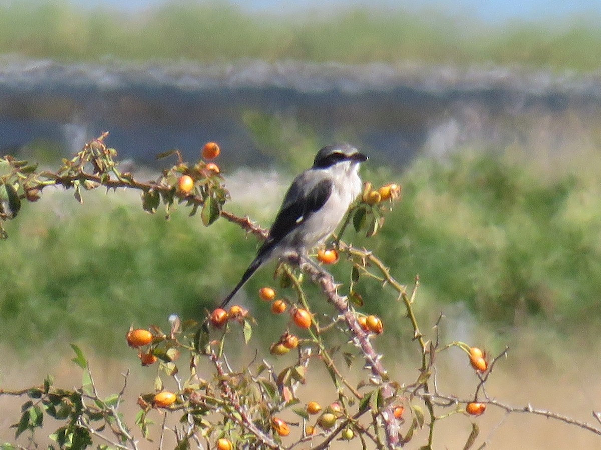 Iberian Gray Shrike - ML629220208