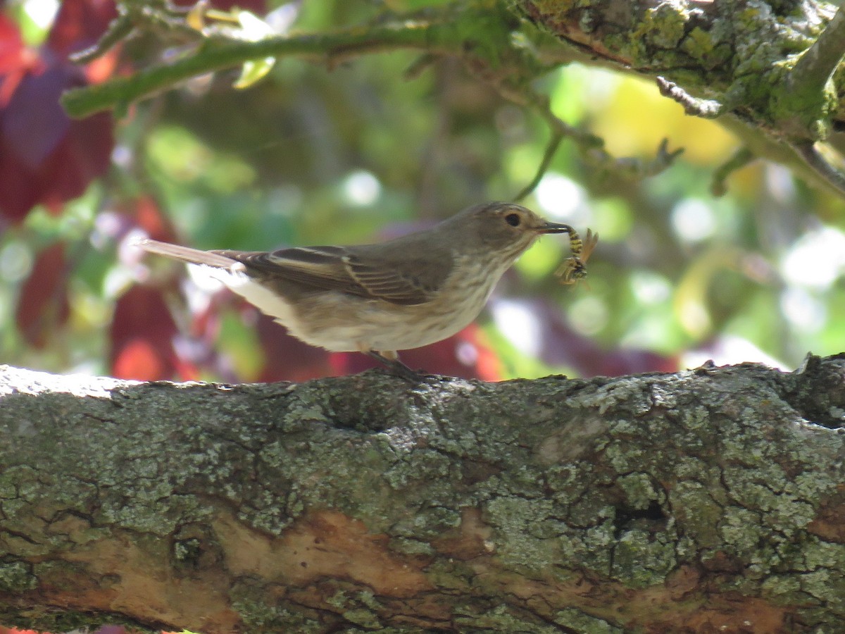 Spotted Flycatcher - ML629220230