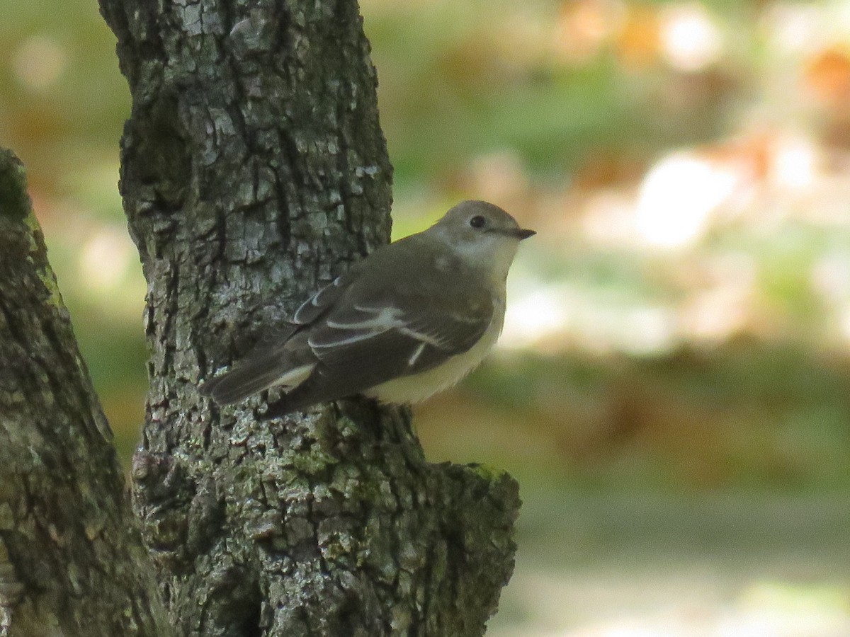 European Pied Flycatcher - ML629220233
